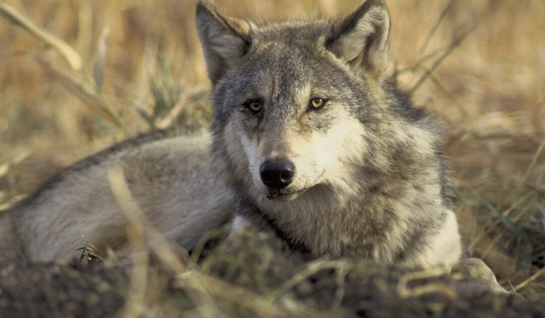 Wolves Poised To Make A Comeback In Colorado After Passage Of Prop 114