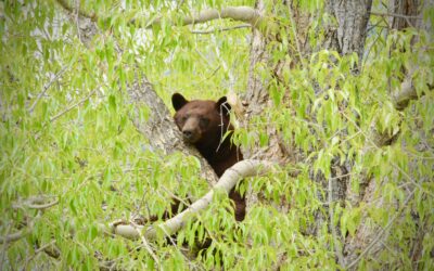 Bears are back! Here’s how to coexist with critters in our backyard